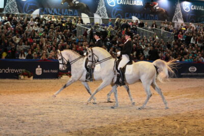 Cavaliada - Hodowca i Jeździec