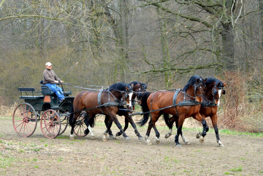 Trening czwórki Piotra Mazurka