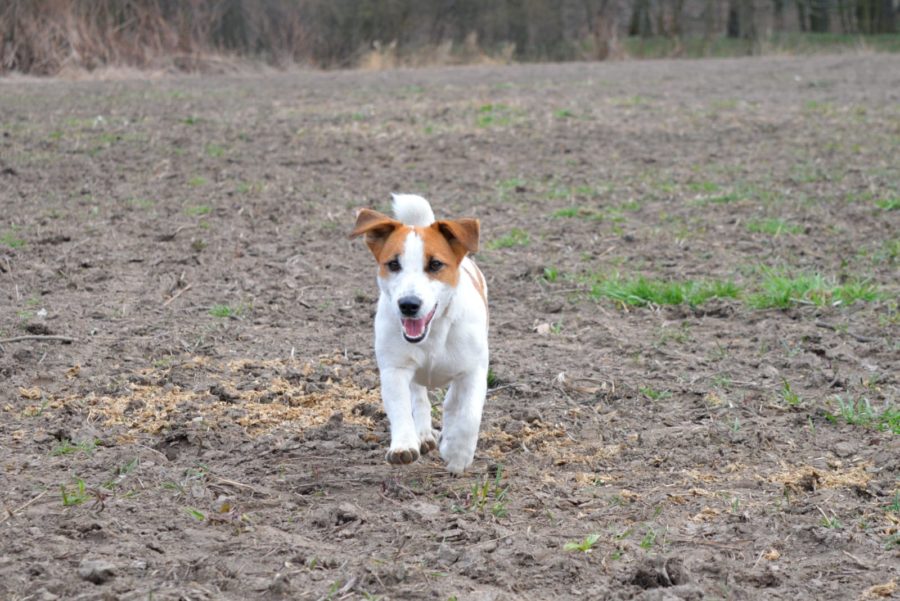 Jack Russell Terrier