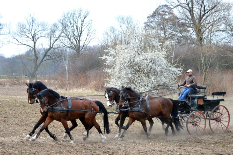 Trening czwórki Piotra Mazurka