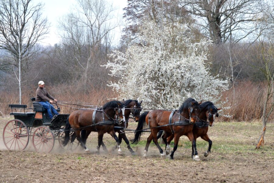 Trening czwórki Piotra Mazurka