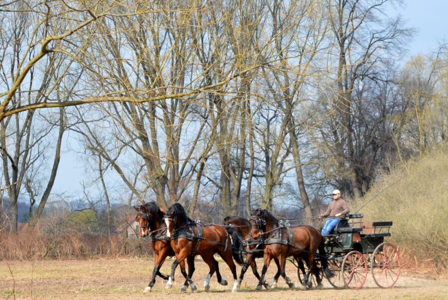 Trening czwórki Piotra Mazurka