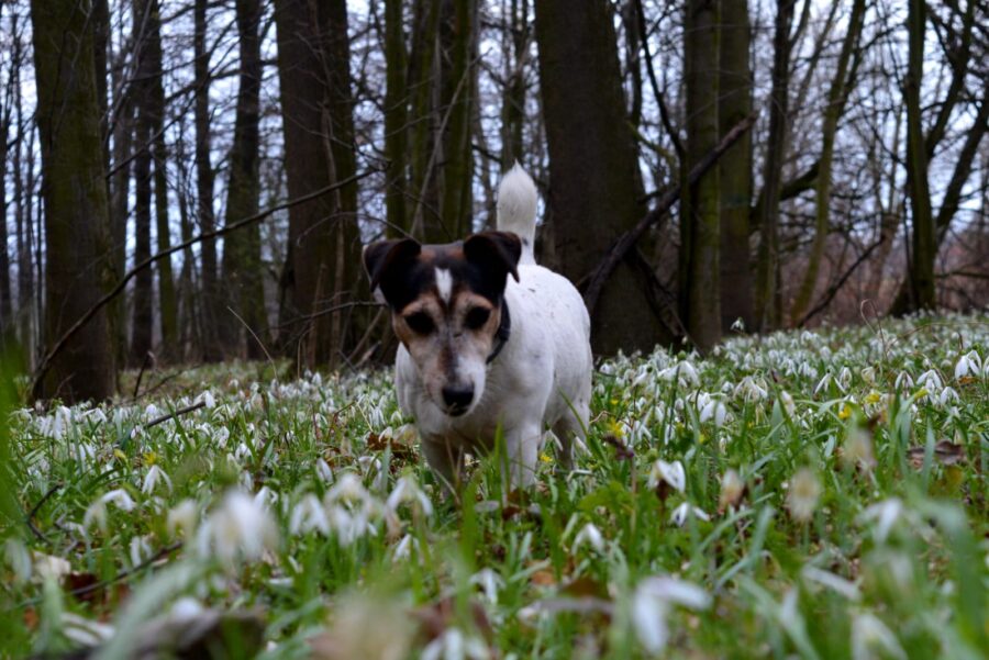 Jack Russell Terrier