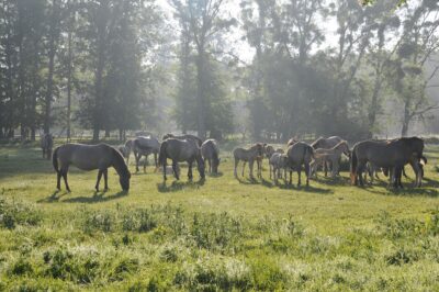 Klacze hodowlane z przychówkiem w stadninie koników polskich w Popielnie przebywają na pastwiskach przez całą dobę od maja do końca października